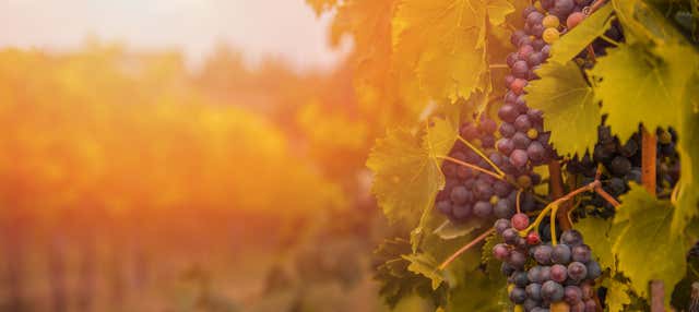 Visita a la bodega Menade